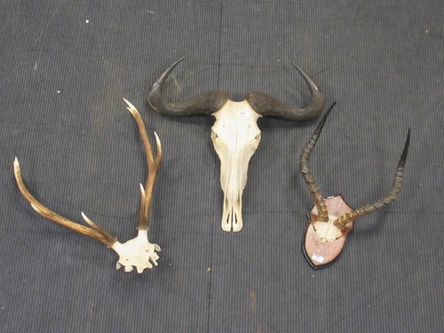 Lot 127 - A water buffalo skull, together with a mounted...