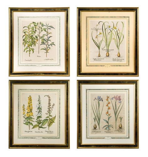 Lot 55 - Basilius Besler (1561-1629)