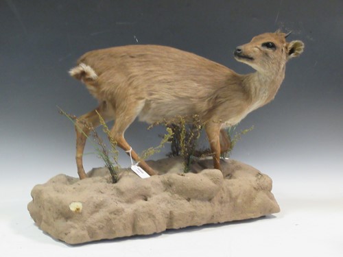 Lot 160 - Taxidermy - a full mount Dik Dik