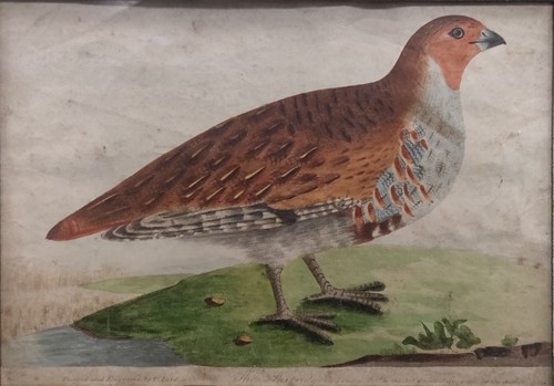 Lot 287 - Two hand-coloured prints of birds; one of a...