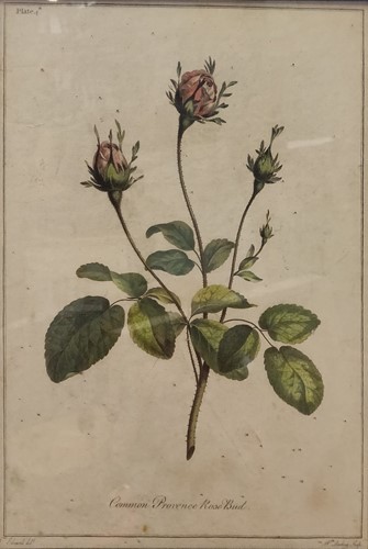 Lot 369 - Etching of Edwards after Roses, etching of Moths