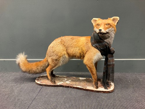 Lot 111 - Taxidermy of a fox with tartan scarf, 56 x 80...