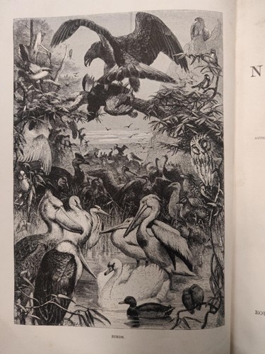 Lot 125 - Wood M.A, F.L.S (J. G) The Illustrated Natural...