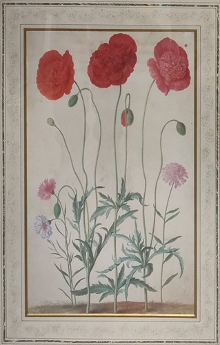 Lot 443 - A group of botanical prints