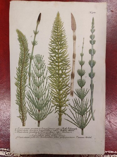 Lot 300 - Botanical prints