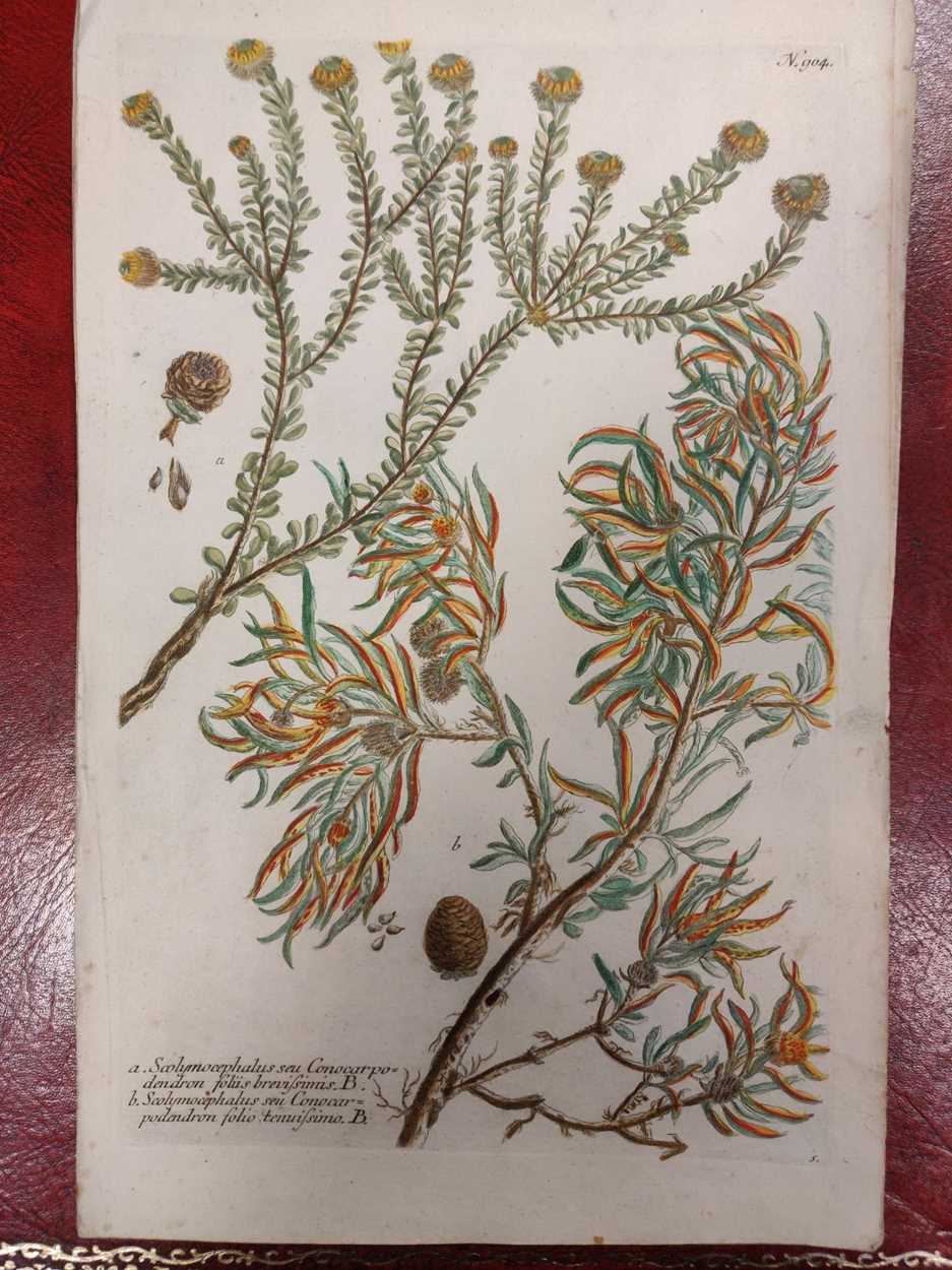 Lot 300 - Botanical prints