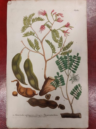 Lot 300 - Botanical prints