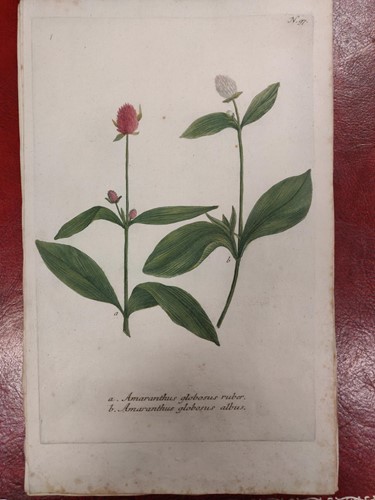 Lot 300 - Botanical prints