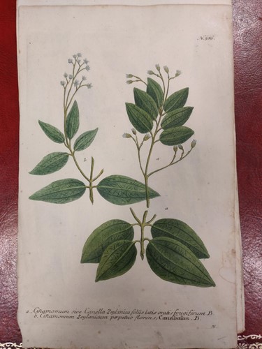 Lot 300 - Botanical prints