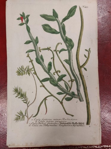 Lot 300 - Botanical prints