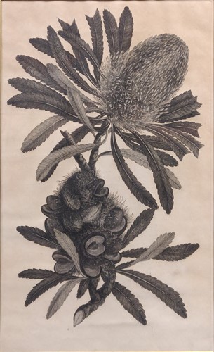 Lot 274 - A botanical print