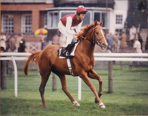 Lot 324 - A photograph of Lester Piggott on Bairn