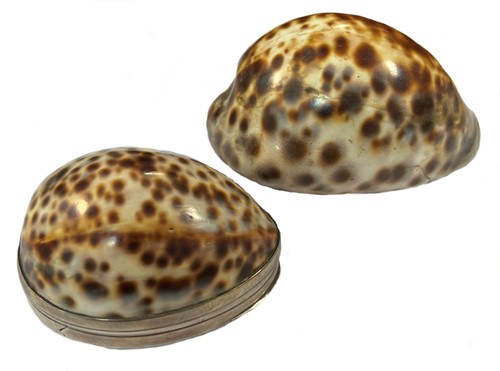 Lot 241 - Two (probably) 19th century mounted cowrie shell snuff boxes