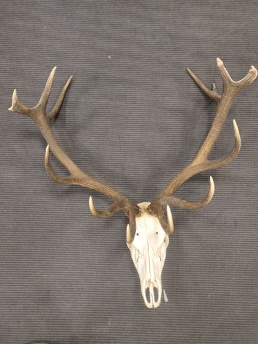 Lot 386 - A set of fourteen point red deer antlers,...