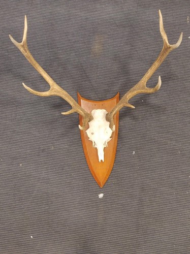 Lot 385 - A collection of four sets of fallow deer...