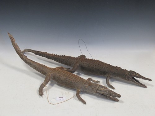 Lot 60 - A pair of Taxidermy Caimans