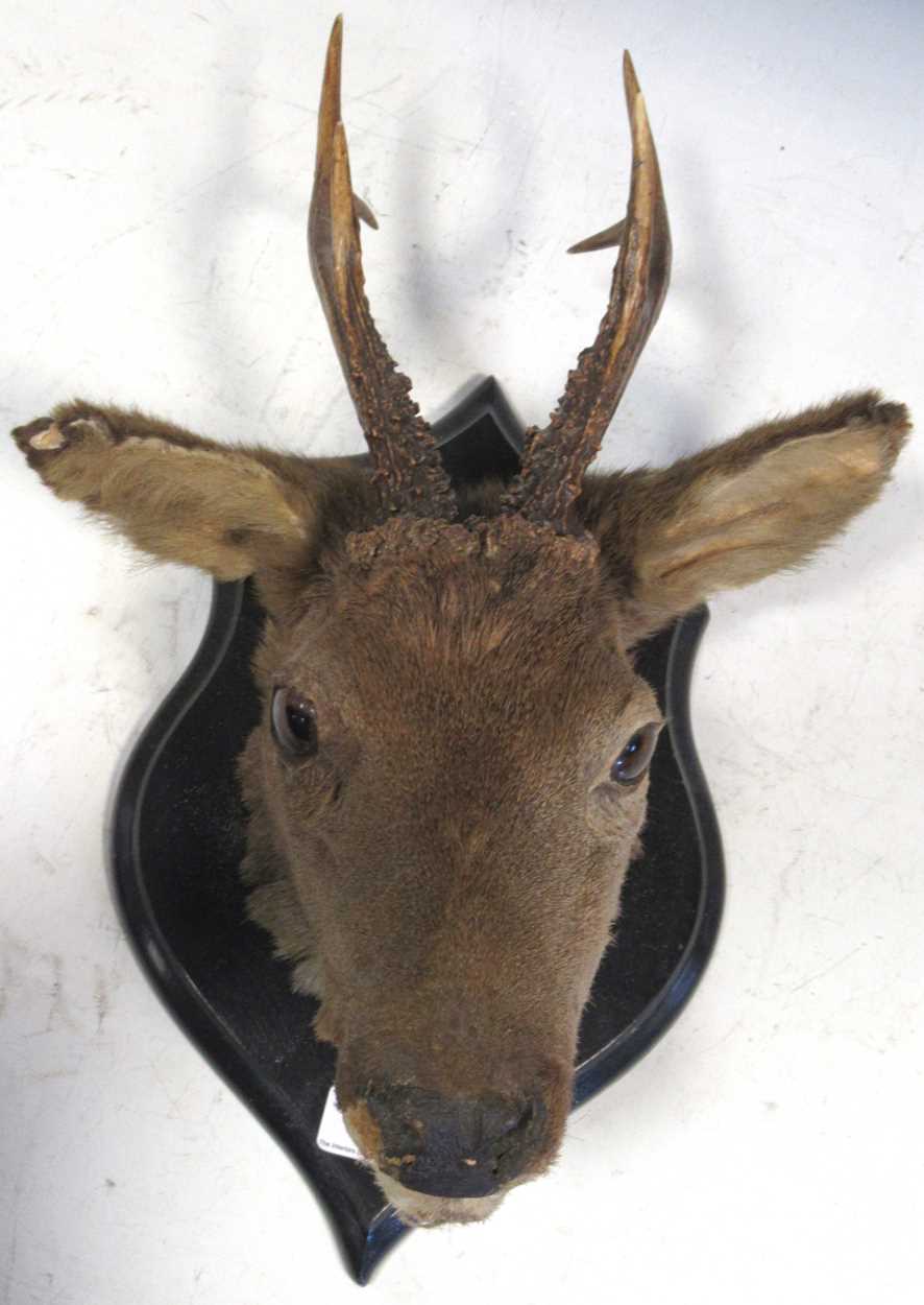 Lot 123 - A mounted taxidermy roe deer head, 40 x 28 x 18cm