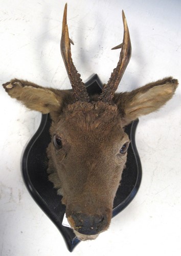 Lot 123 - A mounted taxidermy roe deer head, 40 x 28 x 18cm