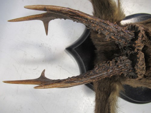 Lot 123 - A mounted taxidermy roe deer head, 40 x 28 x 18cm