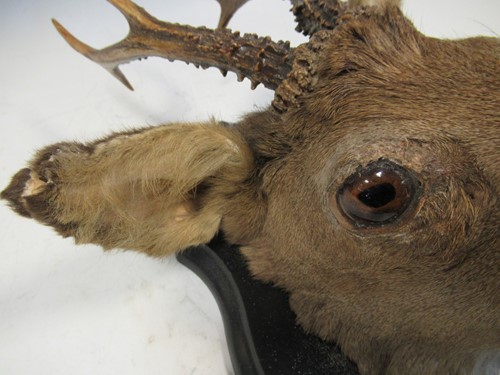 Lot 123 - A mounted taxidermy roe deer head, 40 x 28 x 18cm