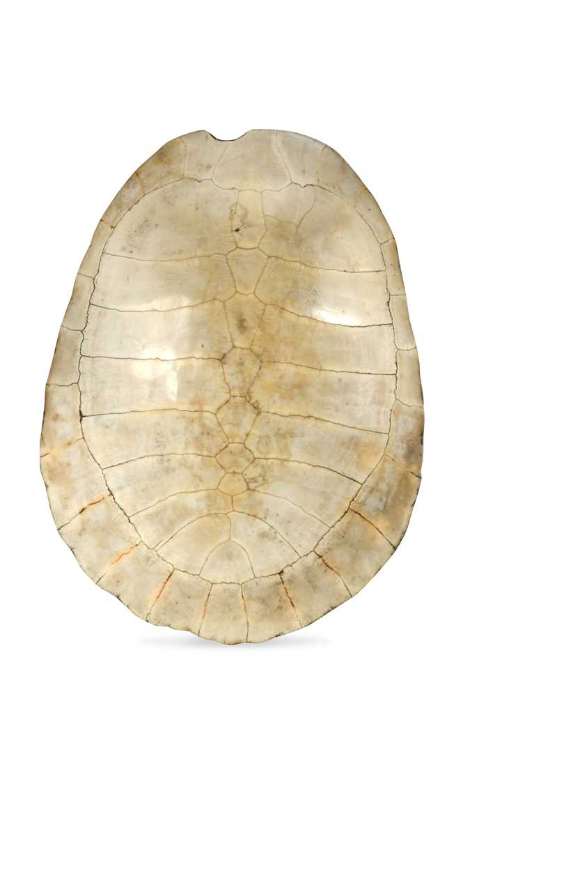 Lot 311 - An unworked South American River Turtle or Arrau (Podocnemis expansa) Turtle shell, 19th century