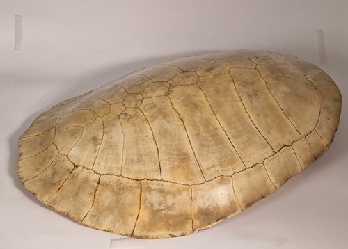 Lot 311 - An unworked South American River Turtle or Arrau (Podocnemis expansa) Turtle shell, 19th century