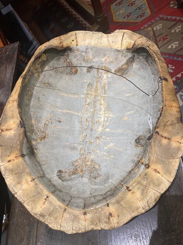 Lot 311 - An unworked South American River Turtle or Arrau (Podocnemis expansa) Turtle shell, 19th century