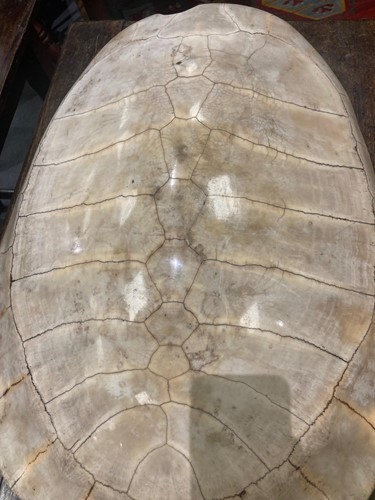 Lot 311 - An unworked South American River Turtle or Arrau (Podocnemis expansa) Turtle shell, 19th century
