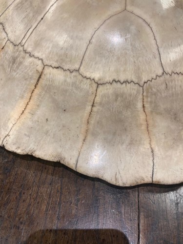 Lot 311 - An unworked South American River Turtle or Arrau (Podocnemis expansa) Turtle shell, 19th century