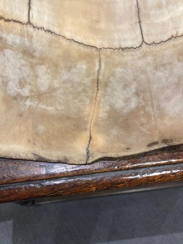 Lot 311 - An unworked South American River Turtle or Arrau (Podocnemis expansa) Turtle shell, 19th century