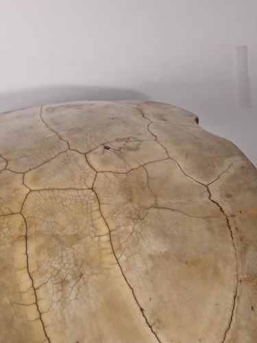 Lot 311 - An unworked South American River Turtle or Arrau (Podocnemis expansa) Turtle shell, 19th century