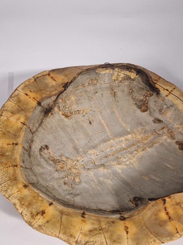 Lot 311 - An unworked South American River Turtle or Arrau (Podocnemis expansa) Turtle shell, 19th century