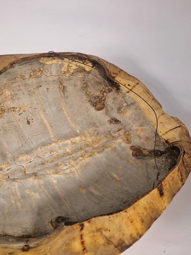 Lot 311 - An unworked South American River Turtle or Arrau (Podocnemis expansa) Turtle shell, 19th century