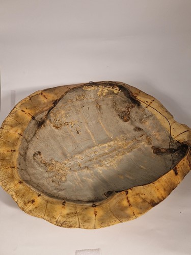 Lot 311 - An unworked South American River Turtle or Arrau (Podocnemis expansa) Turtle shell, 19th century