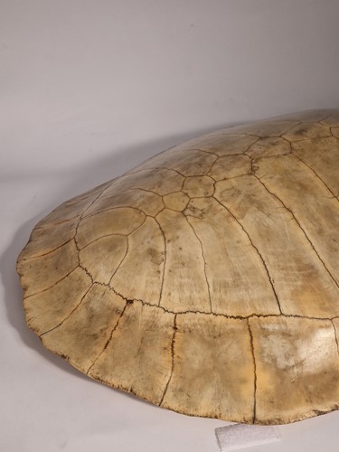 Lot 311 - An unworked South American River Turtle or Arrau (Podocnemis expansa) Turtle shell, 19th century