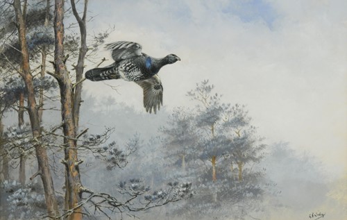 Lot 257 - George Edward Lodge (1860-1954)