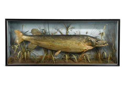 Lot 430 - A taxidermy pike, early 20th century
