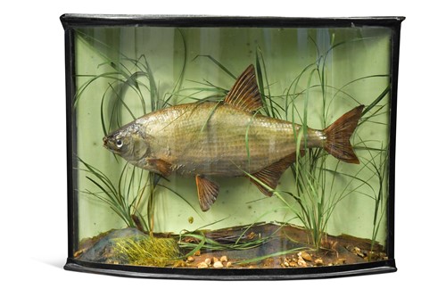 Lot 429 - A taxidermy Bream, early 20th century