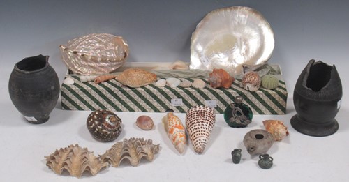 Lot 12 - A small collection of sea shells, part of a...