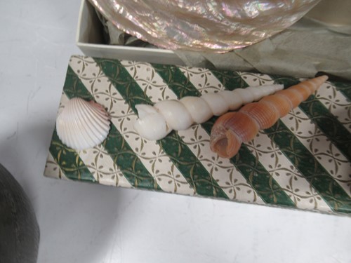 Lot 12 - A small collection of sea shells, part of a...