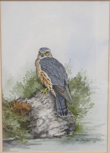 Lot 315 - Ian Bowles (contemporary) Male Merlin, signed...