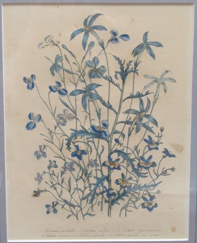 Lot 263 - A set of eight botanical etchings of various...