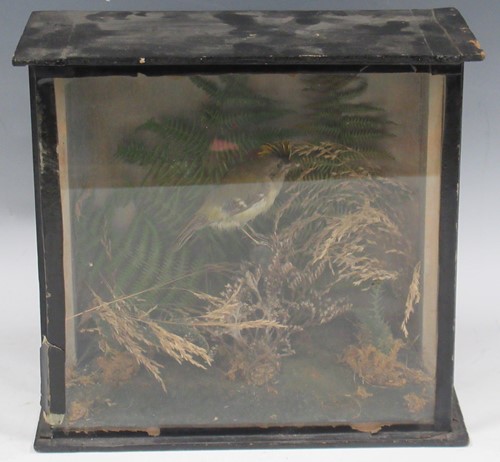 Lot 38 - A taxidermy stream goldcrest in a glazed case,...