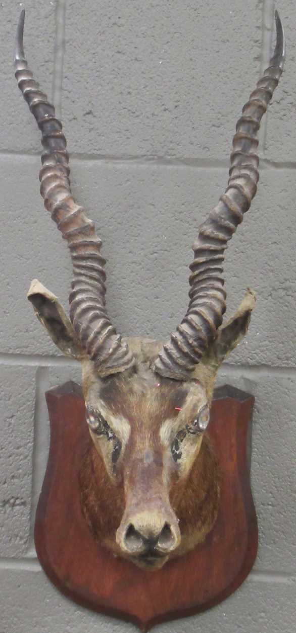 Lot 132 - A mounted taxidermy Impala head, 68cm high