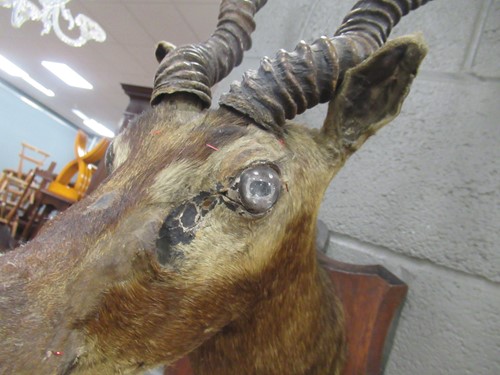 Lot 132 - A mounted taxidermy Impala head, 68cm high