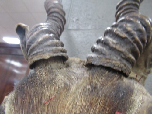Lot 132 - A mounted taxidermy Impala head, 68cm high