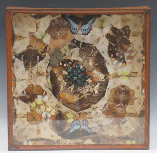 Lot 101 - Lepidopterology - a collection of 19th century...