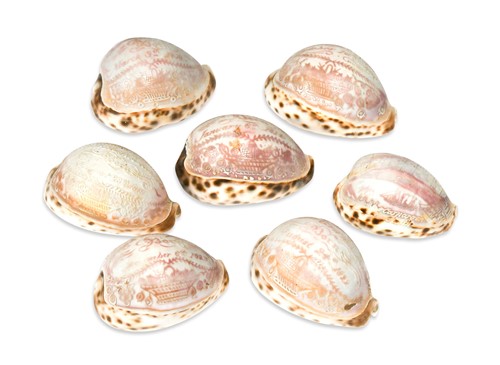 Lot 110 - A collection of carved commemorative Cowrie shells, early 19th century