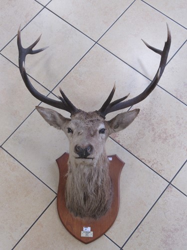 Lot 95 - A stag head mounted on a wooden shield, the...
