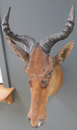 Lot 97 - A Kongoni antelope taxidermy head, 82cm high